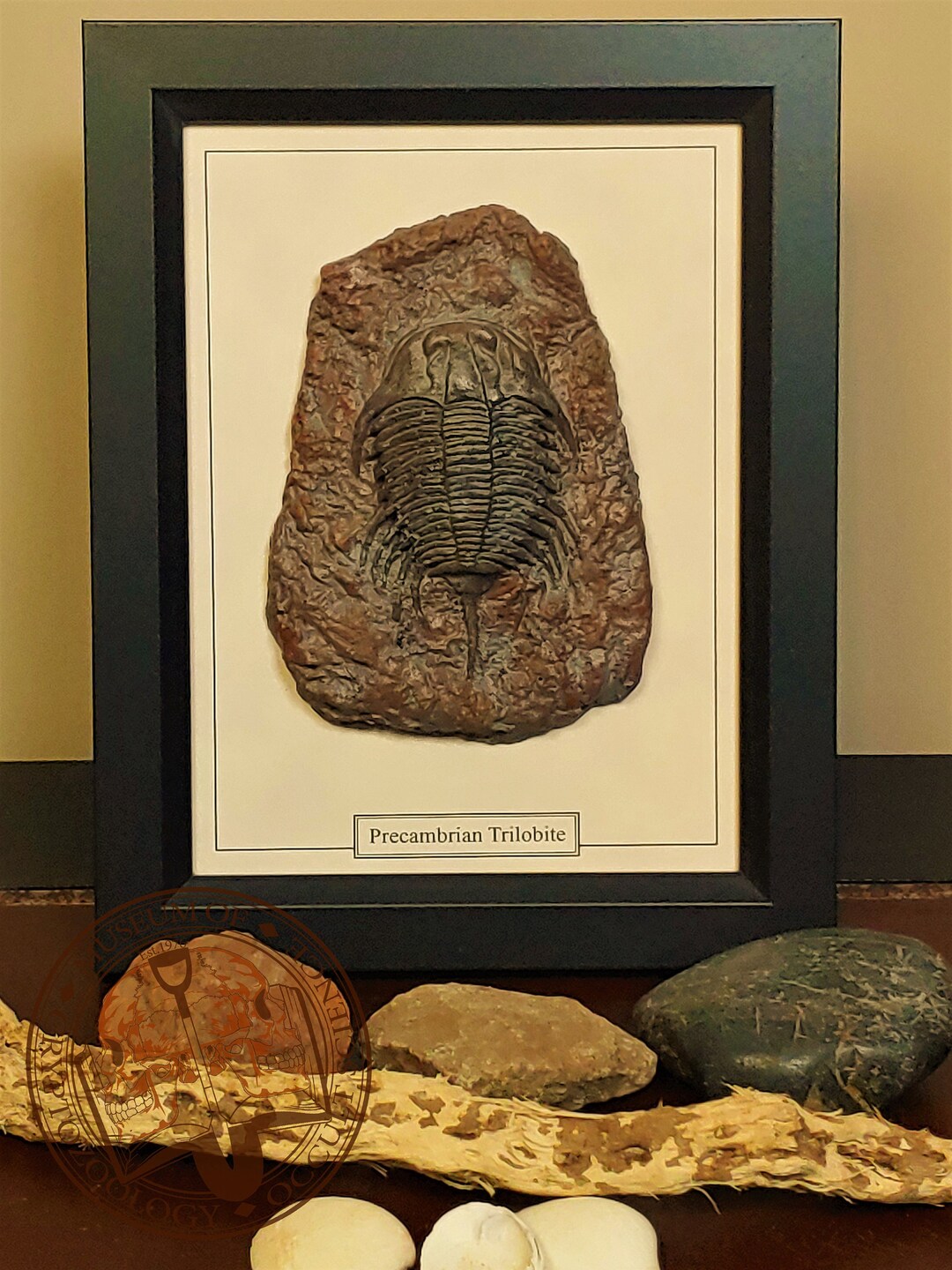 Framed Fossil, Precambrian Trilobite, Fossilized Bone, Contemporary
