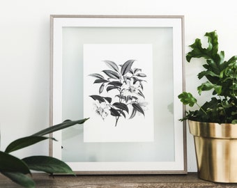 Vintage Magnolia Cathcartii Botanical Print - Monochrome Flower Art
