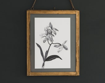 Vintage Botanische Illustratie Print - Cattleya - Gallery Wall Print