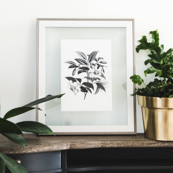 Vintage Botanical Illustration - Botanical Print - Gallery Wall Print - Plant Print - Flower Art - Monochrome  - 'Magnolia Cathcartii'