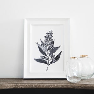 Vintage Botanical Illustration - Botanical Print - Gallery Wall Print - Plant Print - Flower Art - Monochrome  - Buddleia Illustration