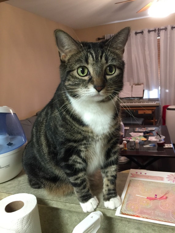 Cute Snowshoe Tabby Photo Etsy