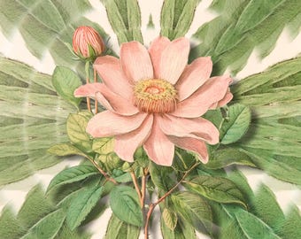 Botanic - Artistic Motion Video / Commercial Use - INSTANT DOWNLOAD - Wumi Studio