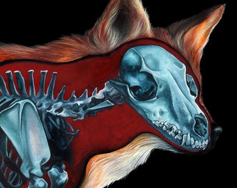 May include: A red and orange fox with its fur peeled back to reveal its skeleton and skull. The skull is a light blue color and the skeleton is a darker blue. The fox is looking to the right.