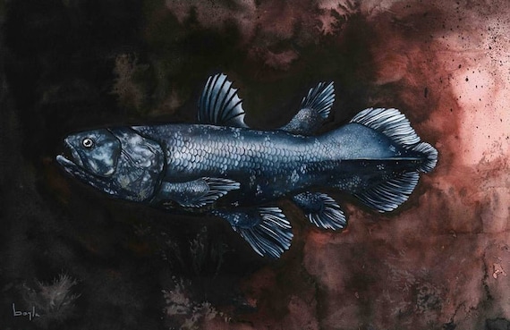 Coelacanth bags best sale