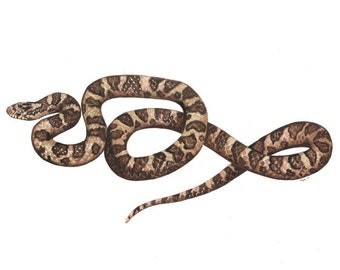 Eastern Milk Snake Fine Art Print of Watercolor Painting