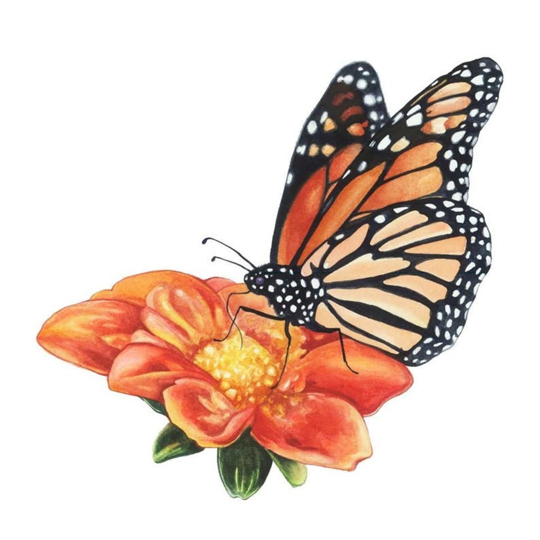 Monarch Butterfly Fine Art Print of Watercolor Painting - Etsy