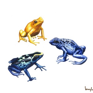 Poison Dart Frogs Fine Art Print of Watercolor Painting