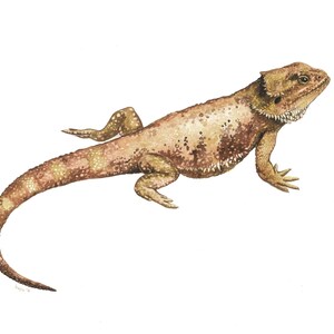Bearded Dragon Fine Art Print of Watercolor Painting