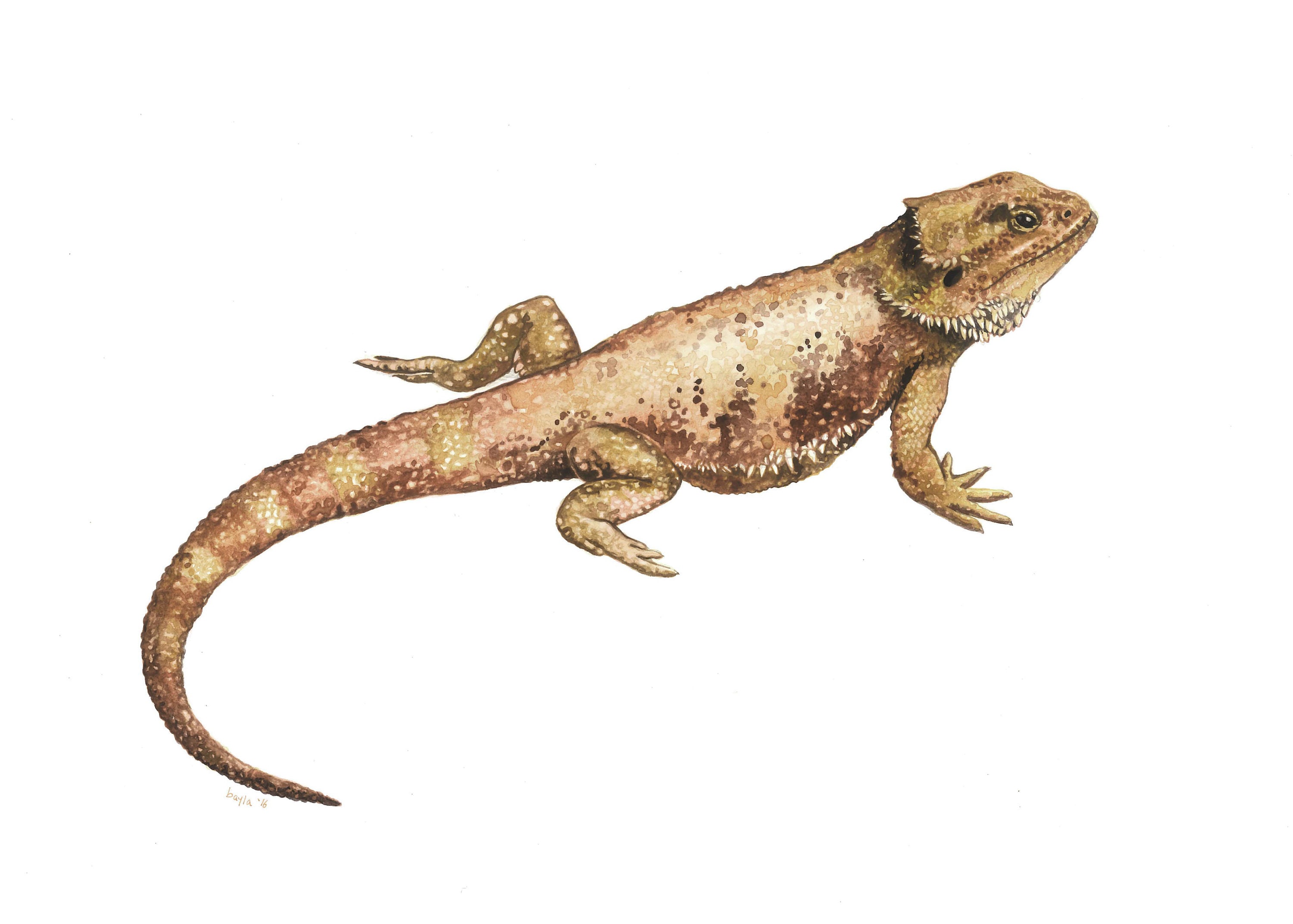 Bearded Dragon Fine Art Print of Watercolor Painting - Etsy