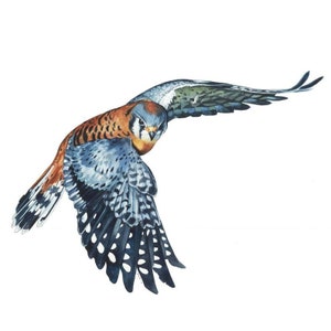 Kestrel in Flight Fine Art Print Small Raptor Bird Art