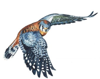 Kestrel in Flight Fine Art Print Small Raptor Bird Art