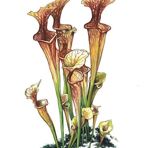 North American Pitcher Plant Fine Art Print of Watercolor Painting ...
