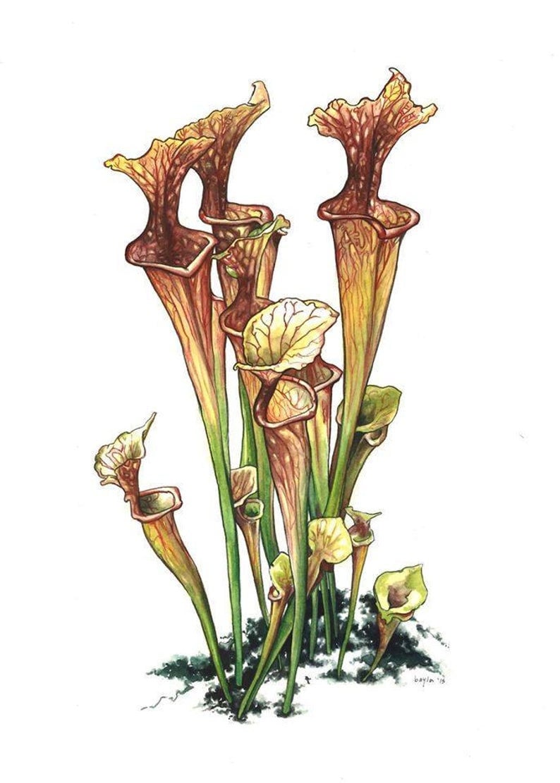 North American Pitcher Plant Fine Art Print of Watercolor Painting ...