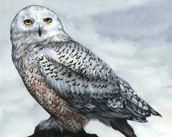Snowy Owl Fine Art Print of Watercolor Painting