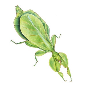 Walking Leaf Insect Fine Art Print of Watercolor Painting
