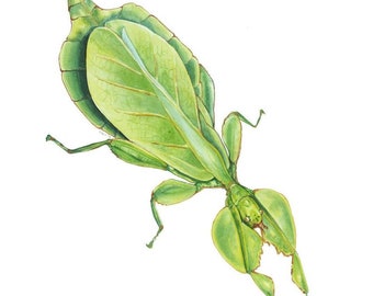 Walking Leaf Insect Fine Art Print of Watercolor Painting