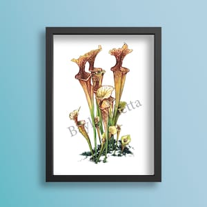 North American Pitcher Plant Fine Art Print of Watercolor Painting Carnivorous Plant