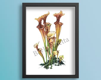 North American Pitcher Plant Fine Art Print of Watercolor Painting Carnivorous Plant