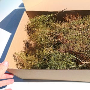 以下が含まれることがあります： 乾燥した緑色の植物が入った段ボール箱。緑色の植物は、緑、茶色、赤紫色の混合色で、細い枝のような茎があります。箱は開いており、中身が見え、白い表面に置かれています。