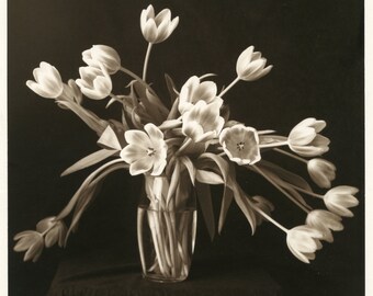 Tulips.Silver gelatin black and white  print,.8x10 inches.