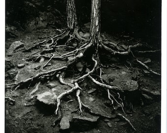 Roots. (1979). Impression gélatino-argentique 20 x 10 po.