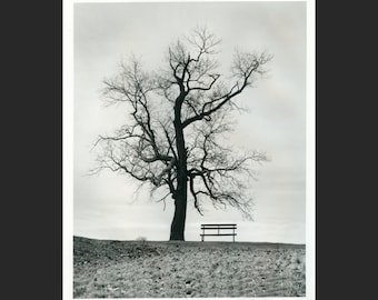 Waiting for the Spring to come.Darkroom silver gelatin print 8x10 inches.