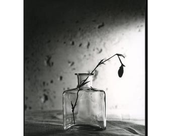 Still Life Photography Print, Darkroom Silver Gelatin, 8x10