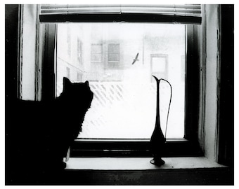 Chat à la fenêtre.2003.NYC.Tirage argentique noir et blanc 20 x 25 cm