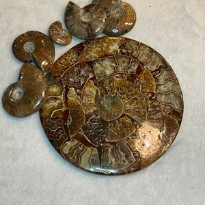Ammomite fossil plate