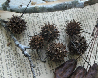 Witch's Burr. Sweet Gum Balls for Scenting Banishing Cleansing Protection Wiccan Pagan Altar Ritual Nature Woodland Seed Pods