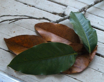 Magnolia Leaves for Witches Alter, Wreaths, Ornaments, Hoodo, Spells, Shaman, Pagan Wiccan Banishing Cleansing Protection