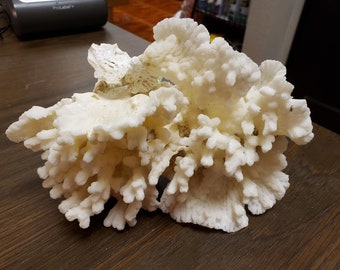 Decorative Coral Etsy