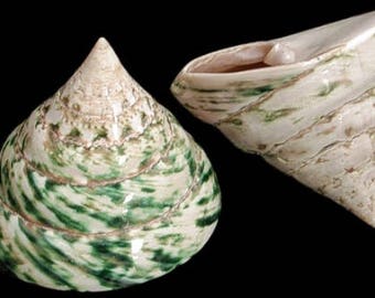 Seashells Non Polished 2 Shells With Shine Red Trochus