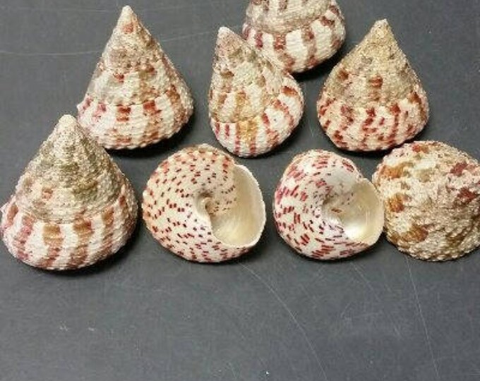 Seashells Non Polished 2 Shells With Shine Red Trochus