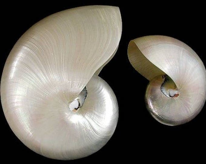 Pearl X-Small Whole 1 Shell Nautilus Seashell