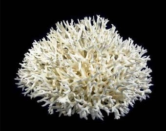 real coral etsy