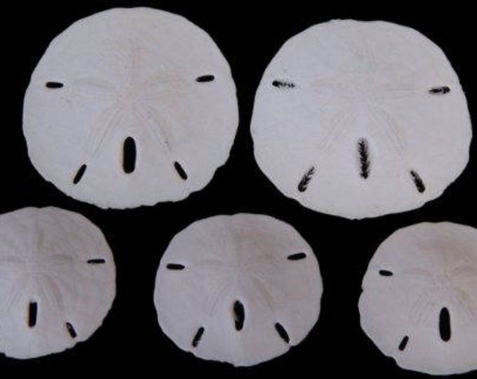 Large Florida Round 5 sand dollars Sand dollars 2.50 TO 3