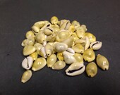 Cypraea Moneta (Money Cowrie) Seashells (Zip Lock Bag) (EA)