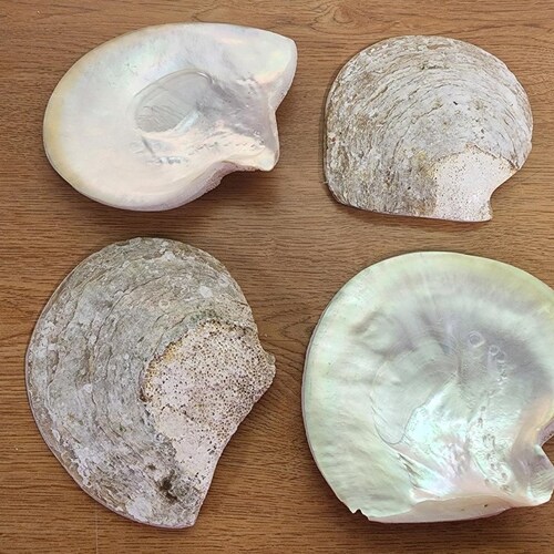 Pearl Oyster Shell Single Shell Ea Etsy
