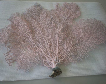 Sea Fan dyed Ballet Slipper color (Ea).