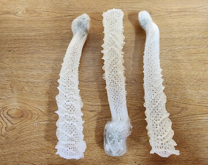 Venus Flower Basket glass Sponge EA Etsy