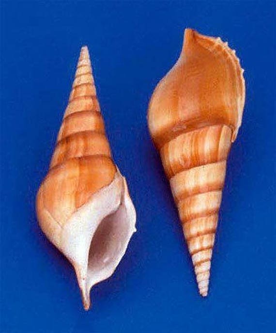 Craft Supplies & Tools Tibia Curta Cut on four sides 2 seashells ...