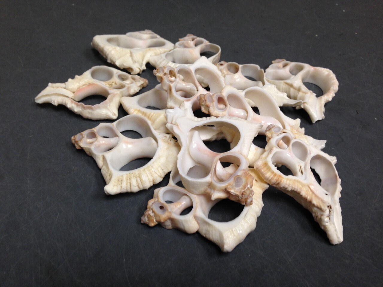 Center Cut Murex Virgineus 2 seashells Center Cut Murex Virgineus 2 seashells