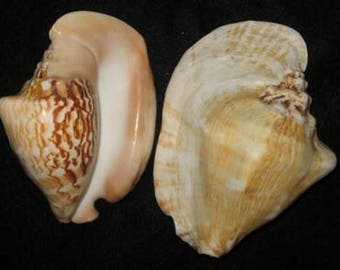 Strombus Coststus 3-1/2"-4" Pacific Natural Milk Conch 1 Shell
