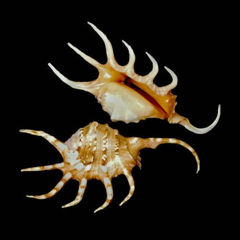 Lambis Crocata Orange Spider Seashell 1 Shell | Etsy