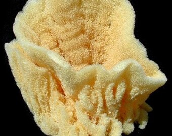 Vase Natural Sponge (EA)