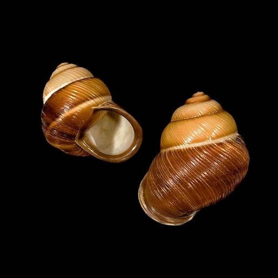 Gancho Pasador Con Caparazon De Caracol Para Cabello Gancho Pasador Con Caparazon De Caracol Para Cabello