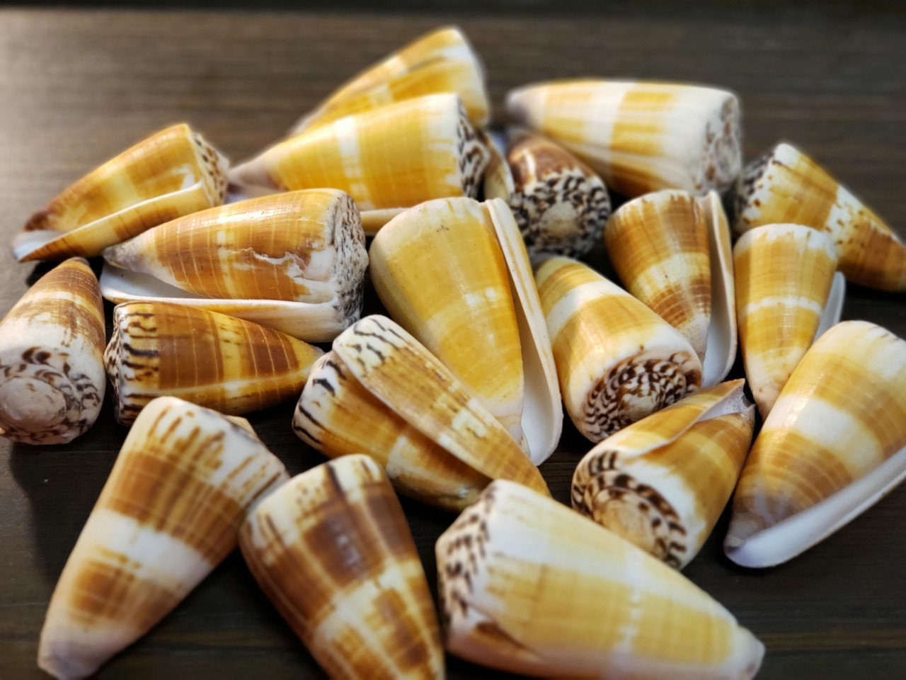 Shell Conage Candle Making Craft Supplies & Tools 1 Shell ConeConus Textile Home ...