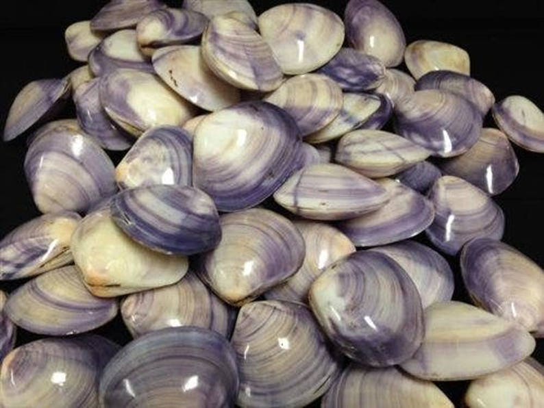 Purple Clam Polished Set Seashells Small 2 Shells Etsy